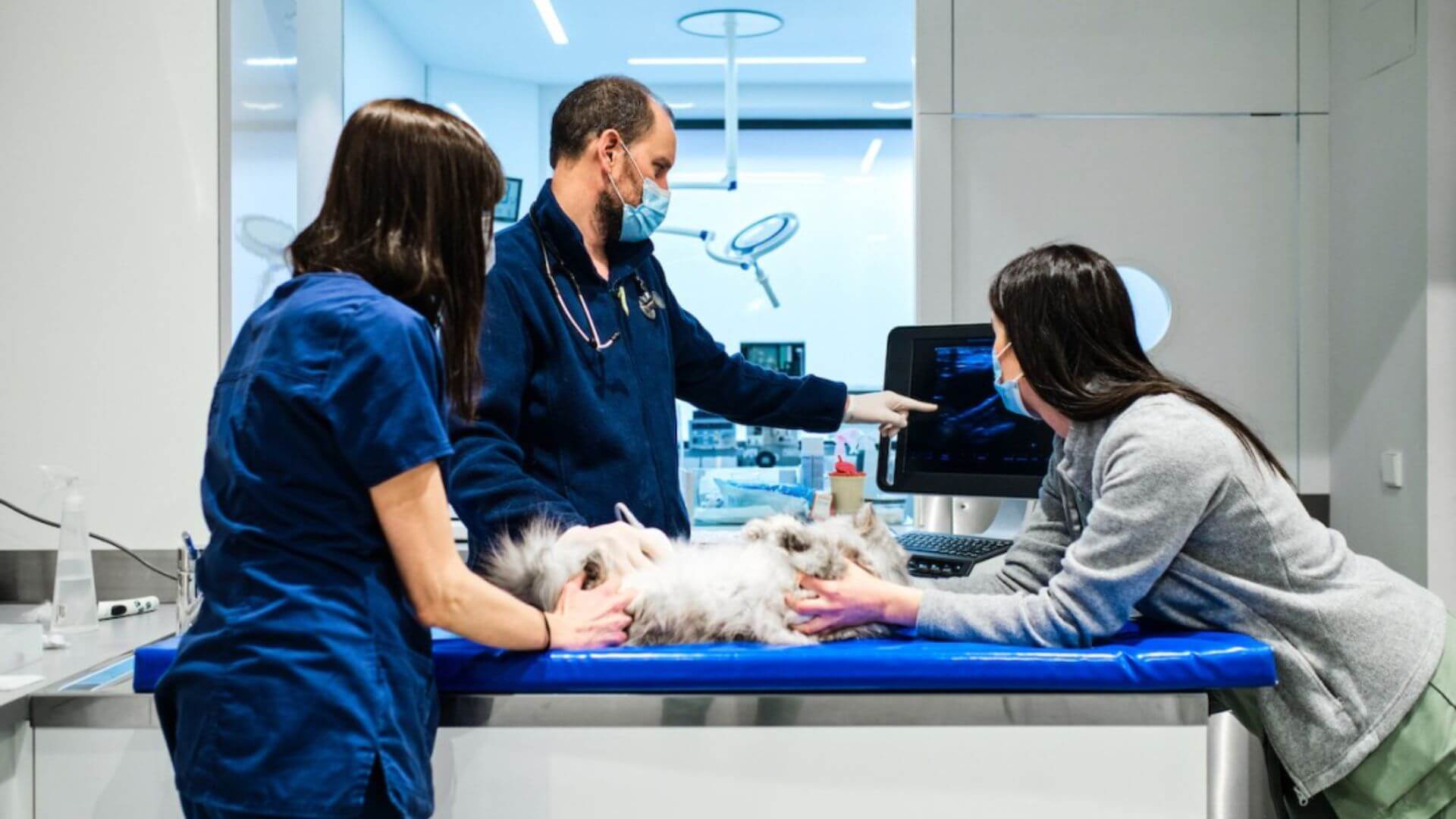 veterinary universities in Australia 